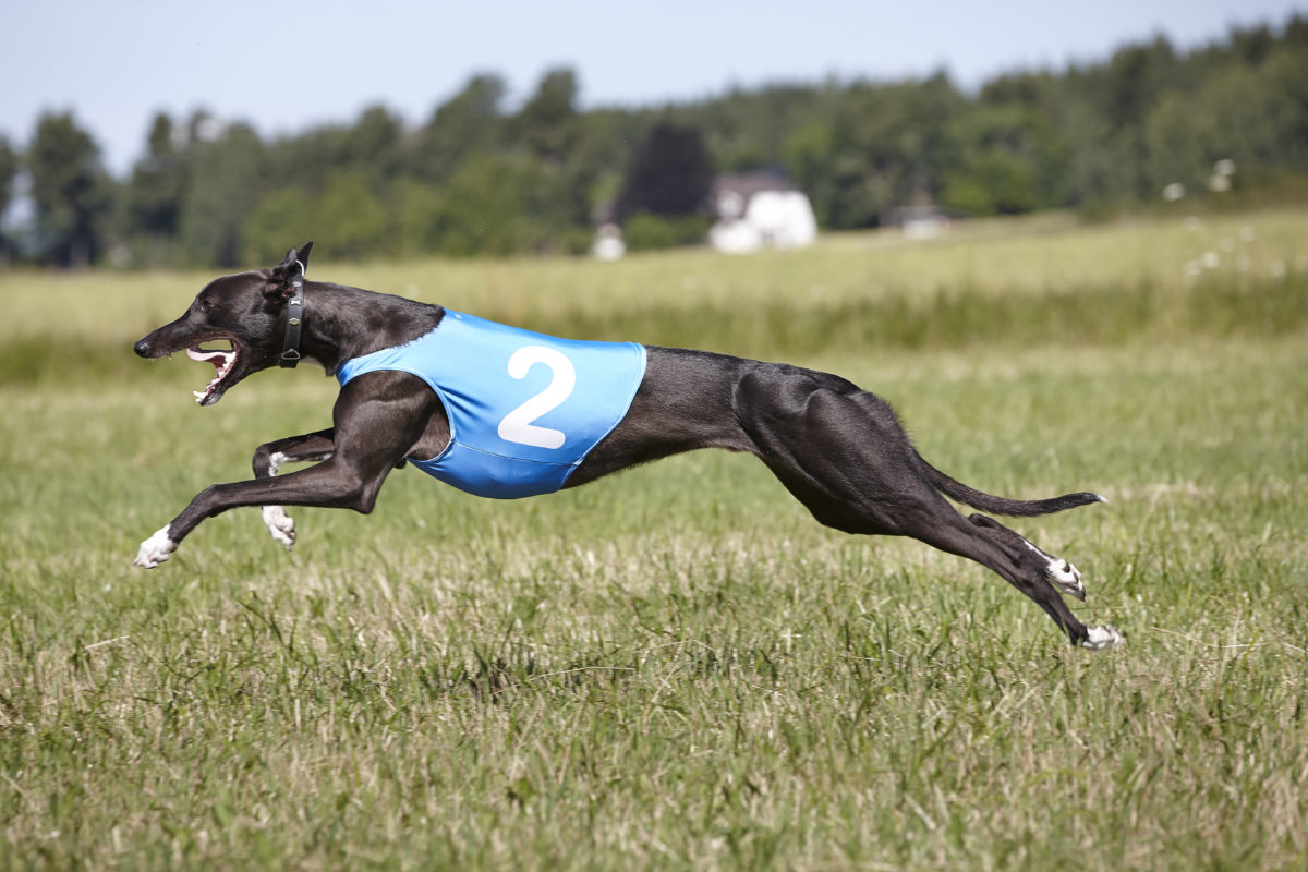 Sveriges snabbaste sprinthund